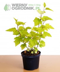 Pęcherznica kalinolistna 'Luteus' Pęcherznica kalinolistna 'Luteus'