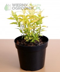 Żylistek wysmukły 'Variegata' Żylistek wysmukły 'Variegata'