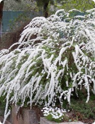 Tawuła norweska 'Grefscheim' Tawuła norweska 'Grefscheim'