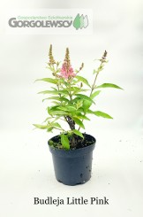 Budleja Davida Little Pink Budleja Davida Little Pink