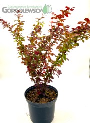 Berberys Thunberga Atropurpurea Berberys Thunberga Atropurpurea