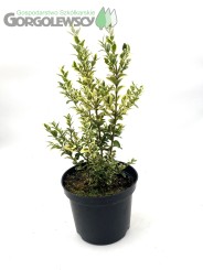 Bukszpan wieczniezielony 'Variegata' Bukszpan wieczniezielony 'Variegata'