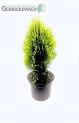 Żywotnik wschodni Aurea Nana Żywotnik wschodni Aurea Nana
