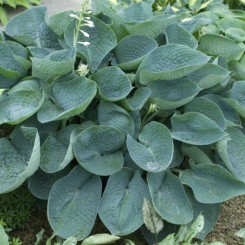 Funkia ogrodowa Abiqua Drinking Gourd Funkia ogrodowa Abiqua Drinking Gourd